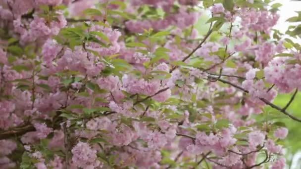 Close up of amazing tree full of purple blossom. — Stock Video