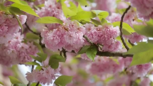 Fondo soleado de ramas de un árbol en flor — Vídeo de stock
