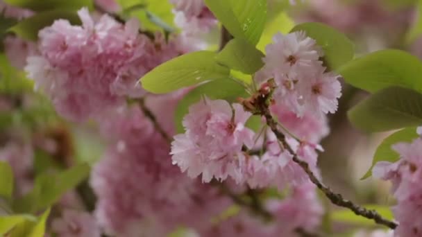 Hermosas flores púrpuras en las ramas de los árboles de temporada . — Vídeos de Stock