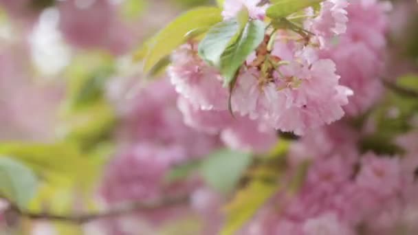 Close up van roze bloesem van seizoensgebonden boom. — Stockvideo