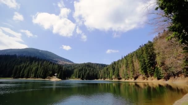 Belo lago limpo cercado por pinhal no verão em um dia ensolarado — Vídeo de Stock