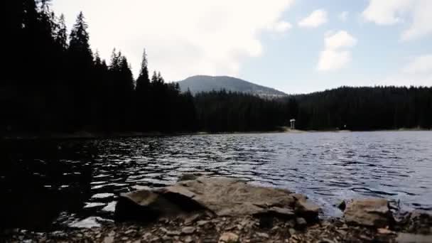 Skogslandskap, klippiga kusten med stubbar av träd och blå himmel på en solig dag på sjön. — Stockvideo