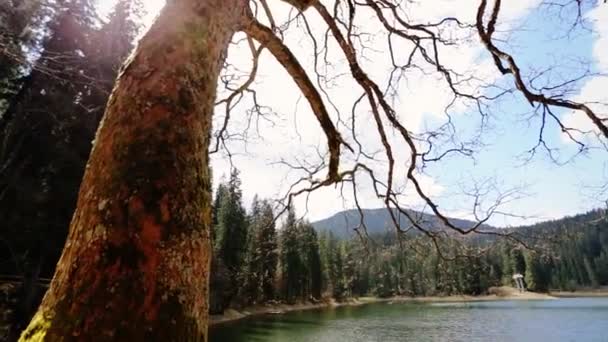 Paisaje tranquilo con lago y montañas escorado de árbol viejo — Vídeo de stock