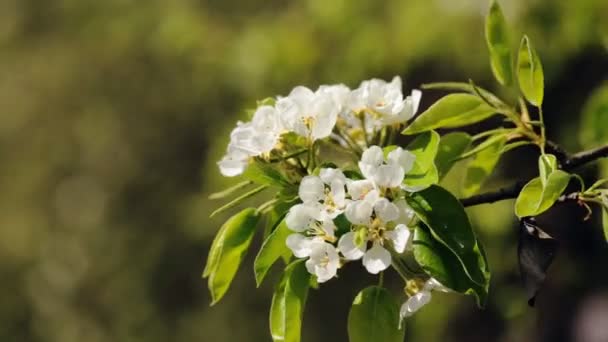 Vista de cerca de la abeja recoge el néctar y el polen en una rama de cerezo en flor blanca — Vídeos de Stock