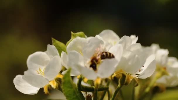 Abeja en una flor blanca de las flores de cerezo blanco, primer plano — Vídeos de Stock