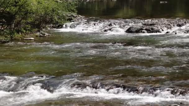 Пейзаж маленької гірської річки водоспад, що тече в лісі, крупним планом — стокове відео