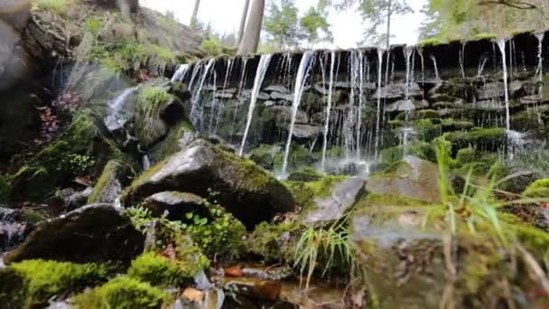 Primer plano del agua de manantial mientras cae y gotea sobre el musgo verde — Vídeos de Stock