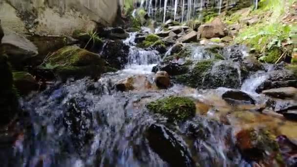 Stones and rocks covered by moss along water stream flowing through green summer forest — Stock Video