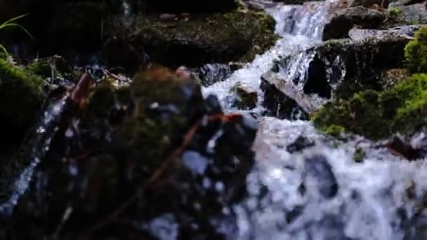 Zblízka na čistou čerstvou tekoucí vody v lese v jarní nebo letní. — Stock video