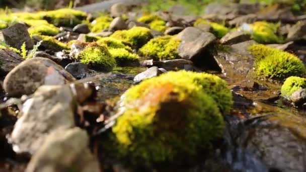 Gros plan de pierres et de rochers recouverts de mousse le long d'un cours d'eau traversant une forêt verte estivale — Video