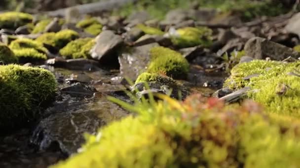 Våt mossiga stenen under liten löpare stream, närbild Visa — Stockvideo