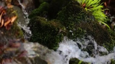 Su, dağ nehir rapids taşlar ve kayalar tarafından yosun kaplı üzerinde kaynar