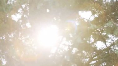 Yaz aylarında yeşil ağaçlar