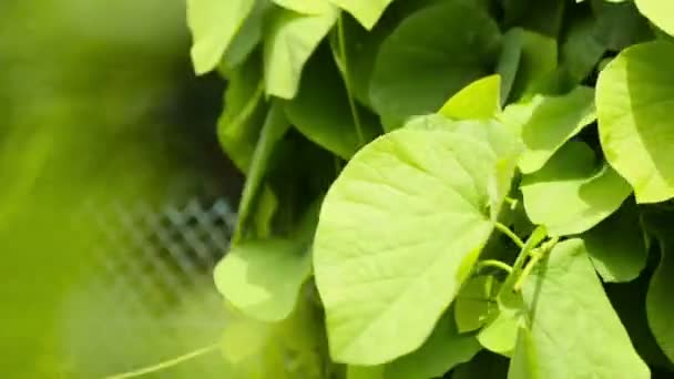 Een mooie boom met meigroen leven gebladerte basking in stralende zonlicht: naadloze looping clip. — Stockvideo