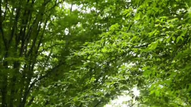 As árvores na floresta tropical úmida cobertas com musgo — Vídeo de Stock