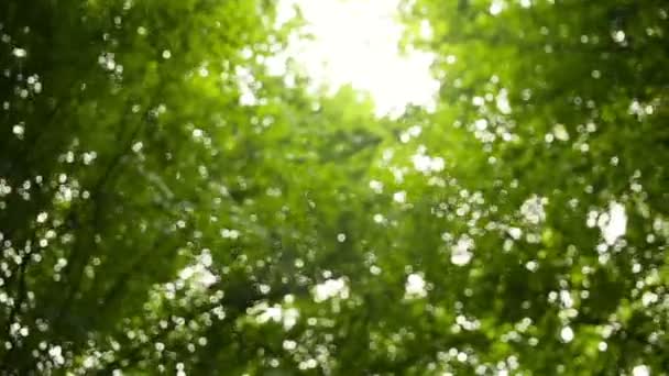 高温多湿の熱帯雨林の木の苔で覆われて — ストック動画