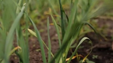 Yeşil bitkiler alanında dokunmadan eller.