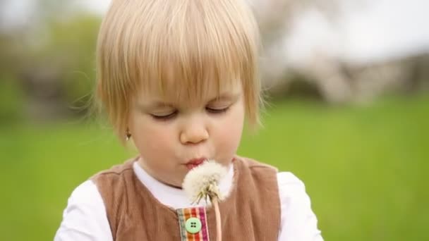 Мила дитина тримає кульбабу в руках і грає з цією квіткою . — стокове відео