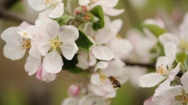 Düşünce bir kiraz çiçeği diğerine uçan bir bal arısı.