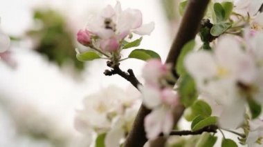 Arı Tozlaşmayı kiraz ağacı.