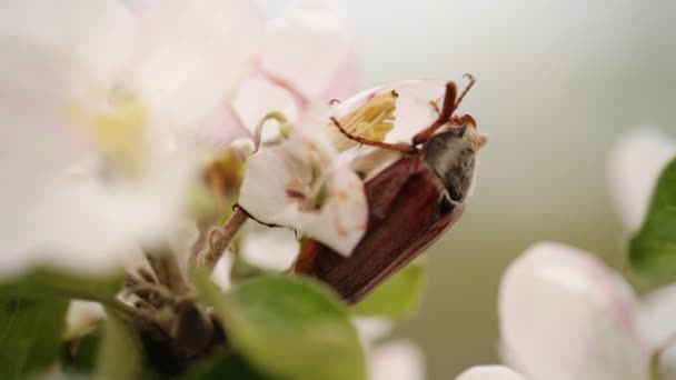 Cockchafer marrón sobre fondo de flor . — Vídeo de stock