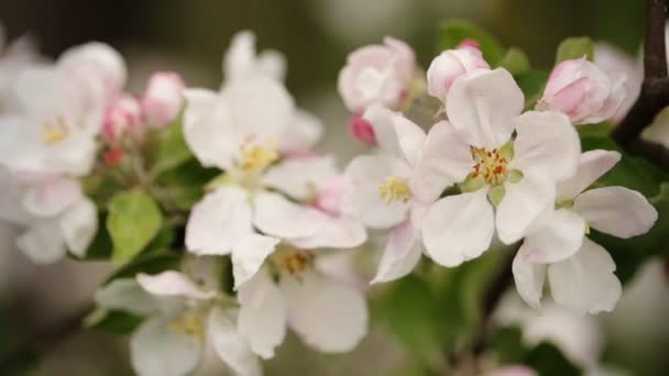 Erstaunliche Kirschblüte auf einem Ast. — Stockvideo