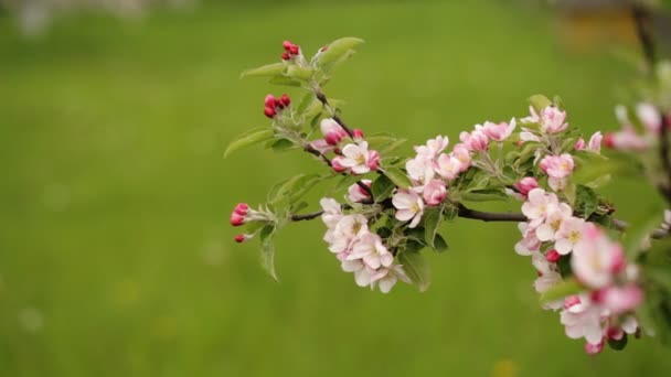 Close up van ongelooflijk mooi kersenbloesem. — Stockvideo