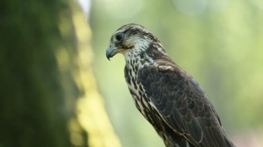 Orman, yan görünüm dalında oturan Ulu Şahin