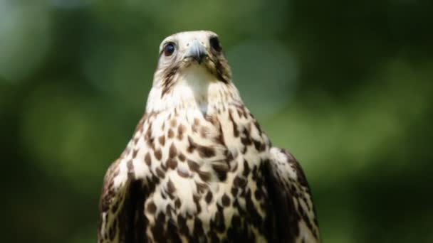 Close-up of Saker Falcon sitting on a glove, green trees as background — Stock Video