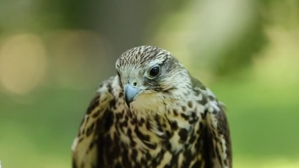 Kerecsensólyom. Falco cherrug. Ragadozó madár közelről szabadban, zöld erdő mint háttér — Stock videók