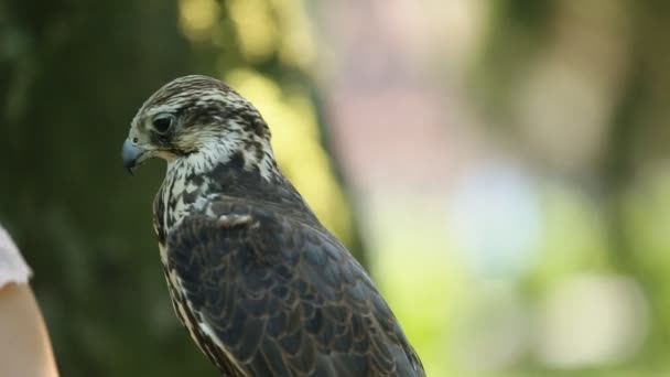 Ulu Şahin close-up. Falco cherrug. Bir yandan od güzel sarışın oturan yırtıcı kuş
