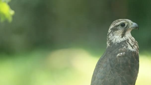 Saker halcón sentado en la rama en el bosque, vista lateral — Vídeos de Stock