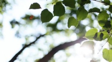 ormandaki ağaçlar yaprak. doğa yeşil ağaç güneş ışığı arka.