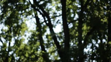 Güneşin ortasında çerçeveleme ve ışık ışınları oluşturan bir ormanda taze yeşil yaprakları