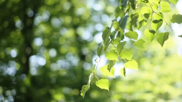 93Hoja de árboles forestales. naturaleza madera verde luz del sol fondos . — Vídeos de Stock