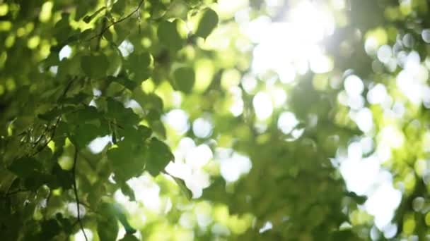 Hoja de árboles forestales. naturaleza madera verde luz del sol fondos . — Vídeo de stock
