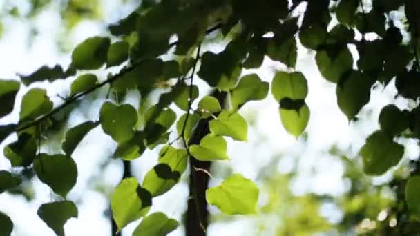Δάσος φύλλα δέντρα. φύση πράσινο ξύλο φως του ήλιου υπόβαθρα. — Αρχείο Βίντεο