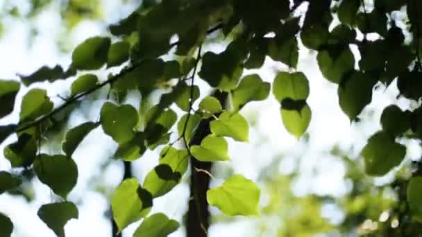 Waldbäume blättern. Natur grün Holz Sonnenlicht Hintergründe. — Stockvideo