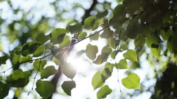 Feuilles vertes fraîches dans une forêt encadrant le soleil au milieu et formant des rayons de lumière 
