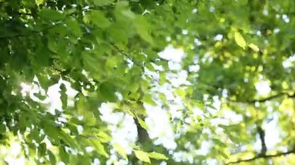 Frische grüne Blätter in einem Wald, der die Sonne in der Mitte einrahmt und Lichtstrahlen bildet — Stockvideo