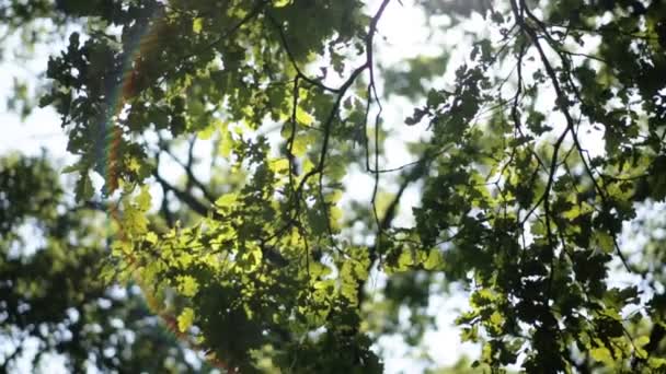 Folhas verdes frescas em uma floresta enquadrando o sol no meio e formando raios de luz — Vídeo de Stock