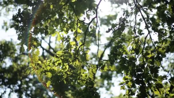 Feuilles vertes fraîches dans une forêt encadrant le soleil au milieu et formant des rayons de lumière 