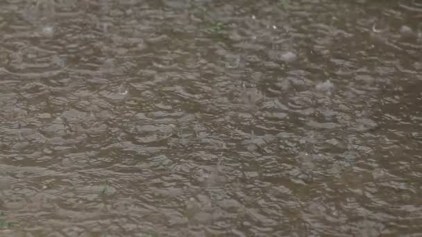 Regentropfen fallen in Pfütze und verursachen Wasserwellen — Stockvideo