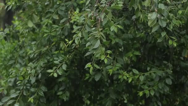 Silný déšť padá na listech stromů — Stock video