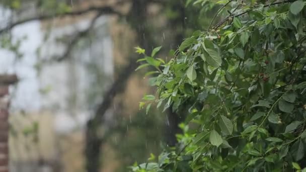 Lluvia fuerte cae sobre las hojas de los árboles — Vídeos de Stock