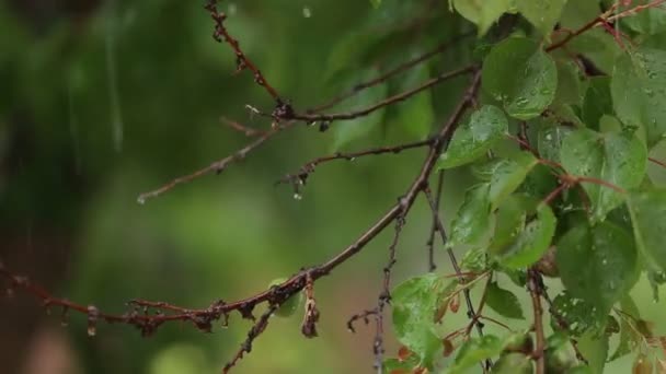 Sulle foglie degli alberi cade una forte pioggia — Video Stock
