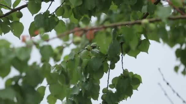 Drops of water falling on leaves — Stock Video