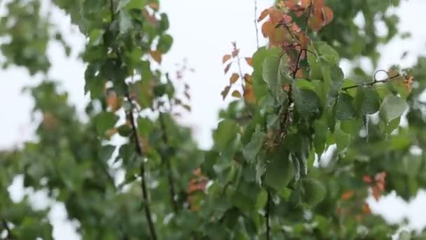 Σταγόνες νερού που πέφτουν πάνω στα φύλλα — Αρχείο Βίντεο