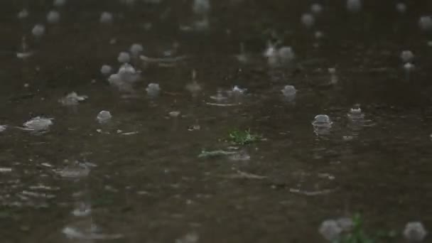 Rain Drops Fall Into Puddle Creating Water Ripples — Stock Video