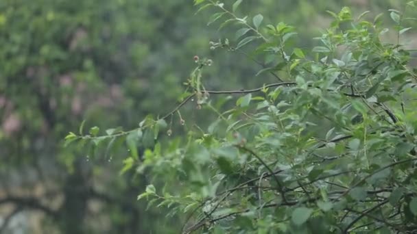 계절 풍 열 대 정글 호우 — 비디오